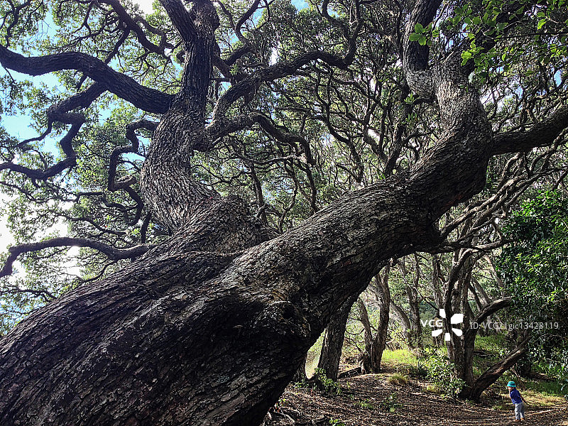 走在老树下的女孩（6-7岁），新西兰卡雷卡雷图片素材