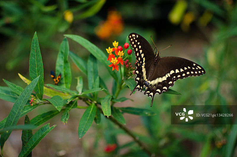 叶子上的黑色凤尾蝶（Papiliopolyxenes），墨西哥奇平克生态公园圣佩德罗图片素材