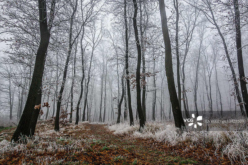 冬季森林，位于匈牙利科马罗姆-埃斯泰尔戈姆图片素材