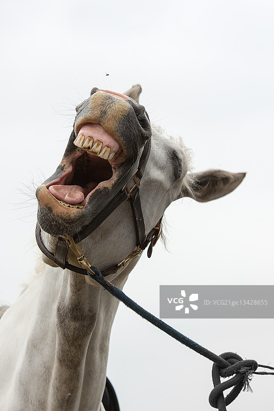 张开嘴的白色骏马图片素材