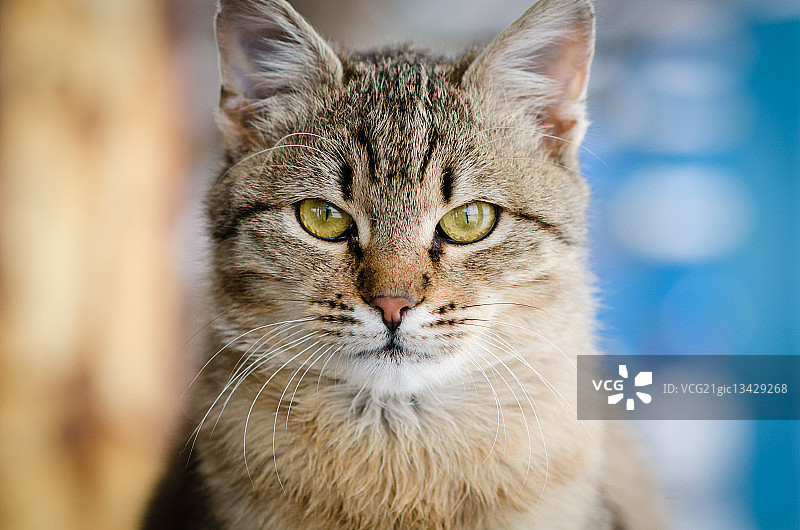 猫咪看着镜头图片素材