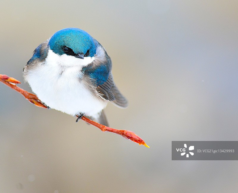 树燕子图片素材