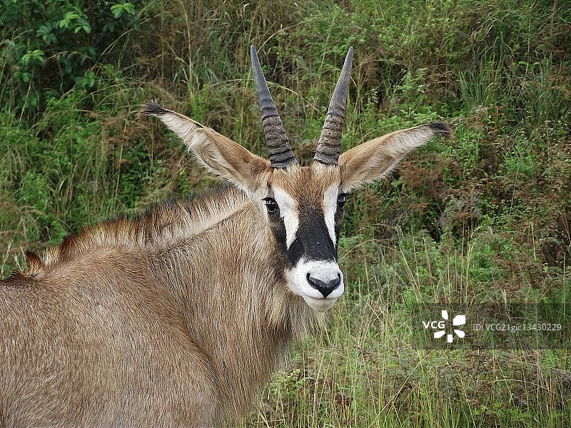 紫貂羚羊肖像图片素材