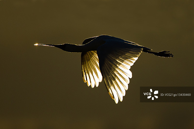 非洲琵鹭图片素材