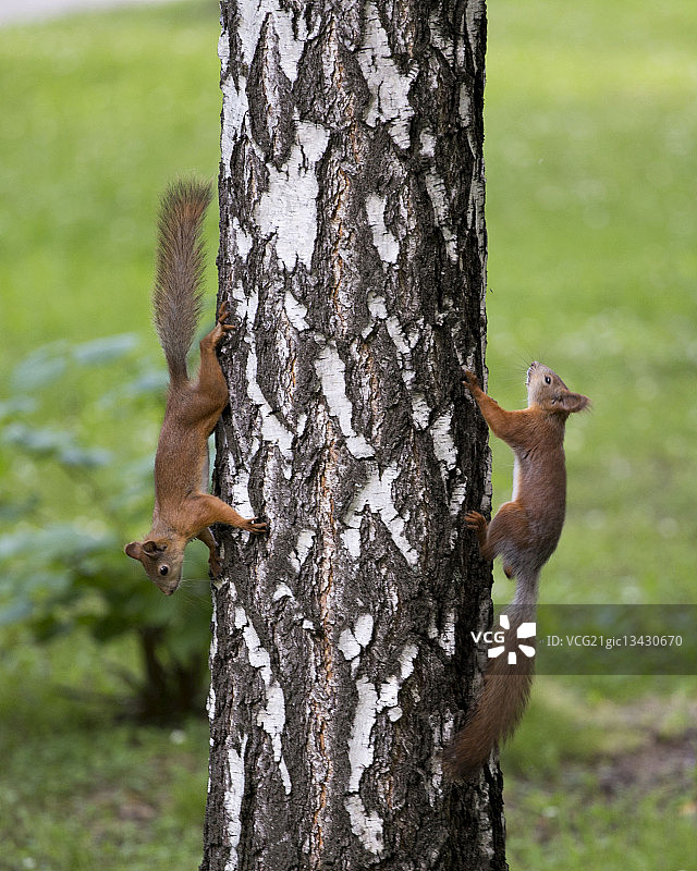 两只松鼠爬上桦树，俄罗斯托木斯克图片素材