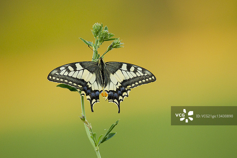 燕凤蝶图片素材
