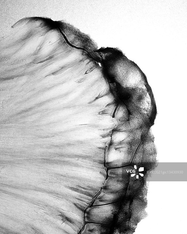 绿色柚子皮-3图片素材