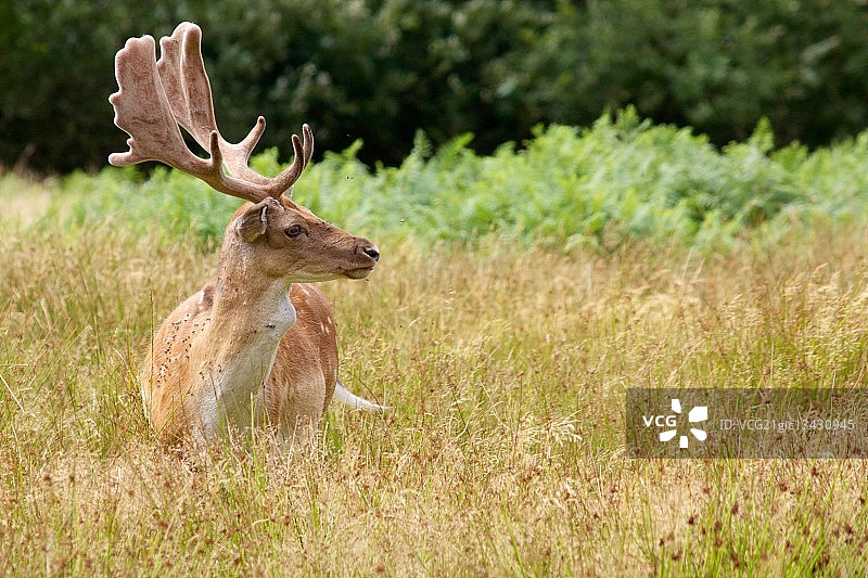 黇鹿雄鹿图片素材
