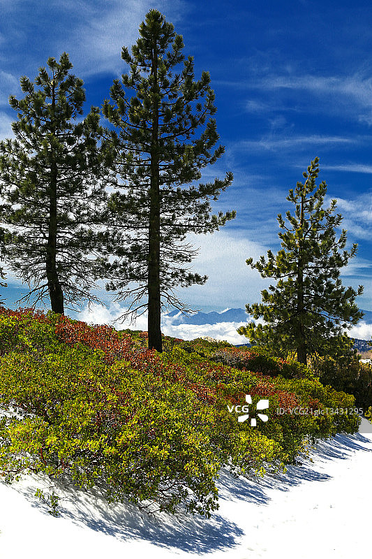 美国加利福尼亚州圣贝纳迪诺国家森林的树木图片素材