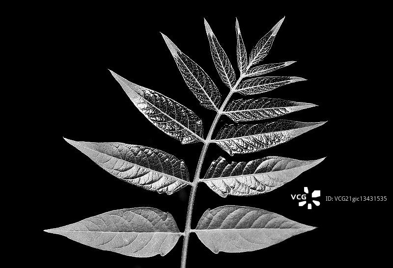 法国瓦朗斯图片素材