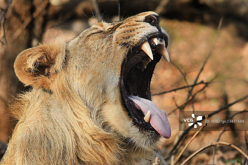 亚洲狮图片素材