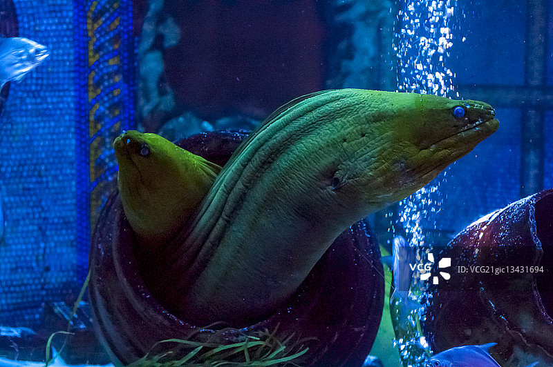 水族馆中的绿海鳗图片素材