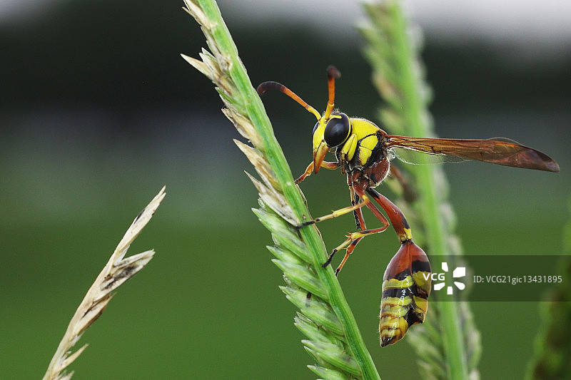 植物上的蜾蠃蜂图片素材