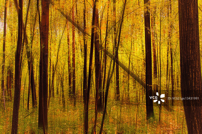 俄罗斯乌里扬诺夫斯克黄色秋季森林图片素材