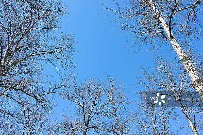 蓝天下白杨树图片素材