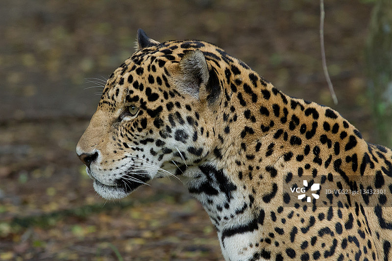 警惕的猎豹图片素材