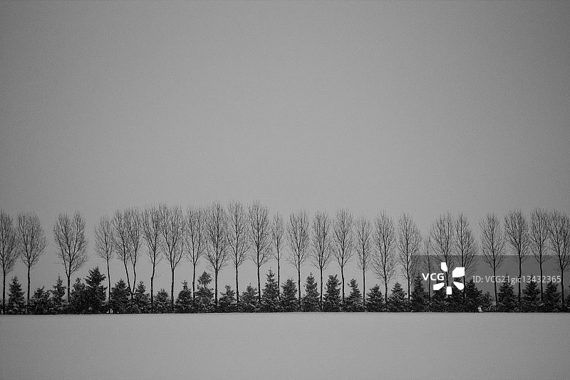 一排冬季树木图片素材