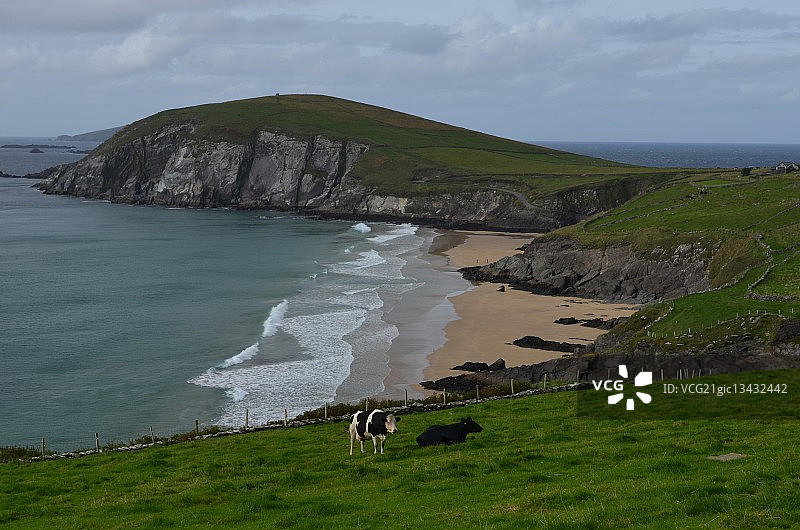 爱尔兰凯里郡，海边牧场上多云天空下的两头牛图片素材