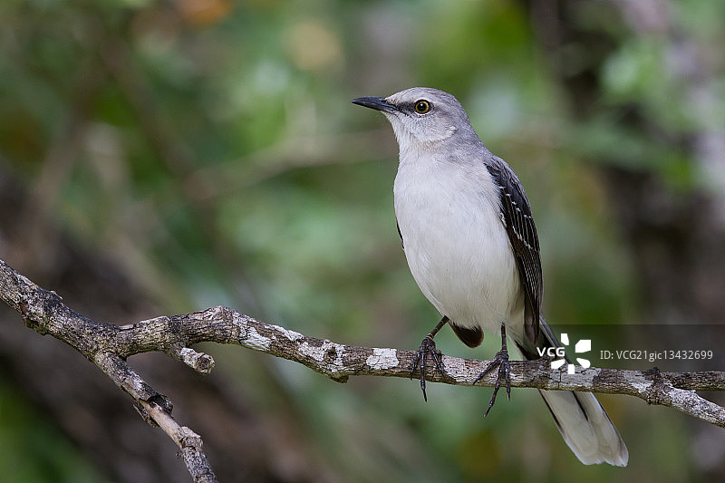热带模仿鸟图片素材