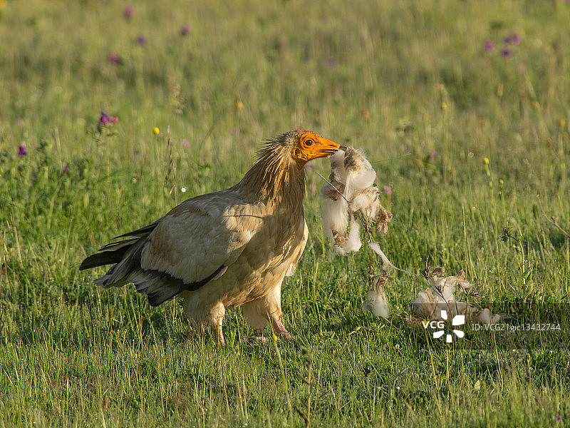 埃及秃鹫图片素材