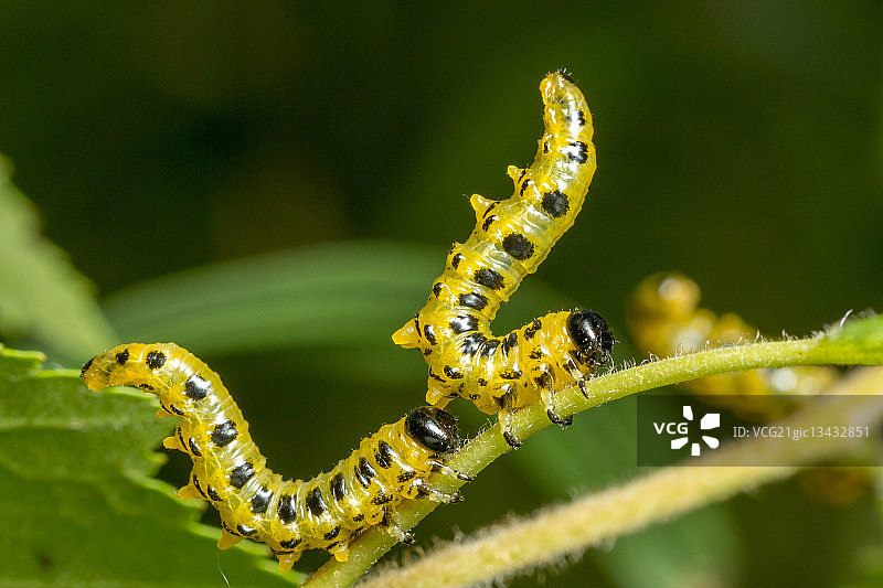 叶子上锯蝇幼虫的特写图片素材