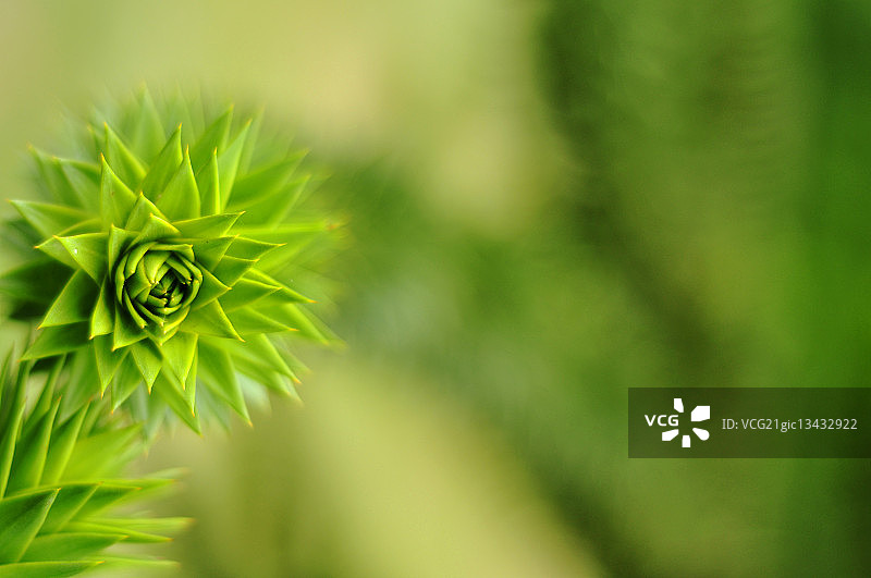 带刺植物的特写图片素材