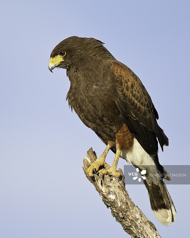 哈里斯鹰图片素材