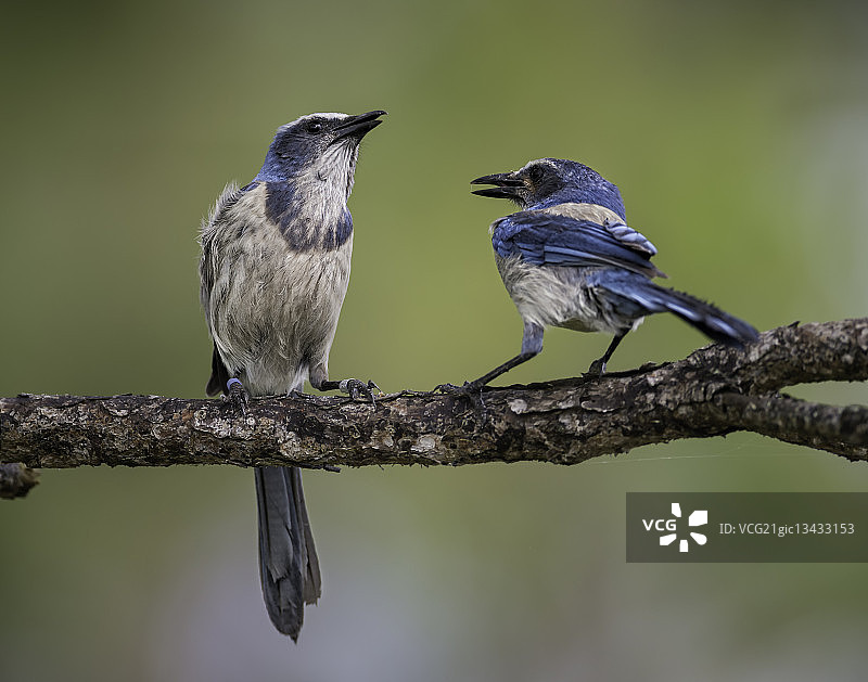 栖息在树枝上的佛罗里达灌丛鸦图片素材