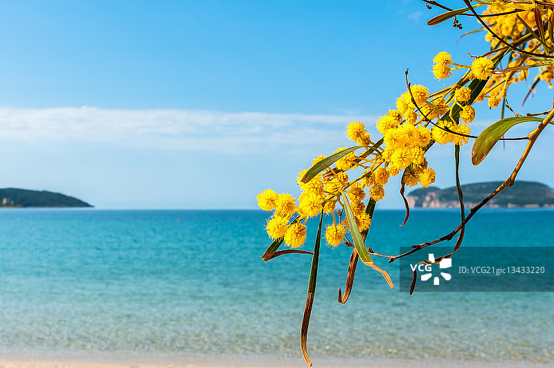 在撒丁岛与含羞草共度春天图片素材