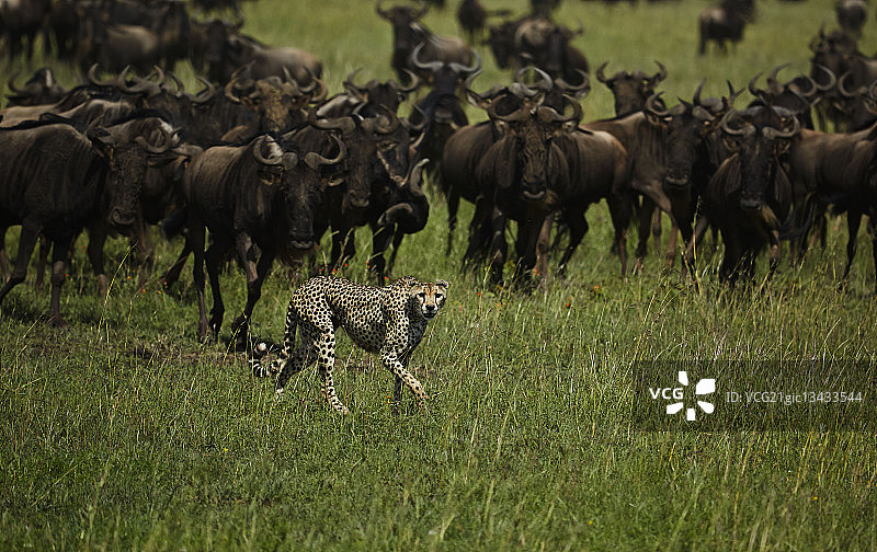 猎豹追逐角马图片素材