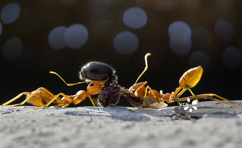 正在捕猎的织叶蚁（Oecophylla属）图片素材