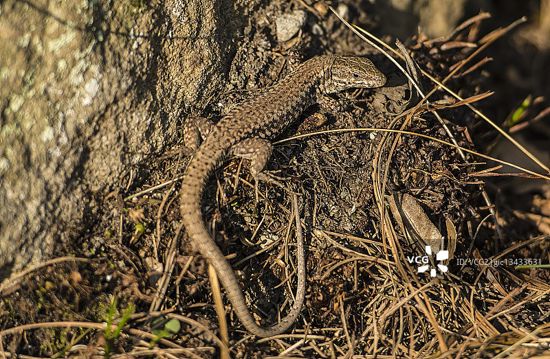 伪装色蜥蜴藏在树下图片素材