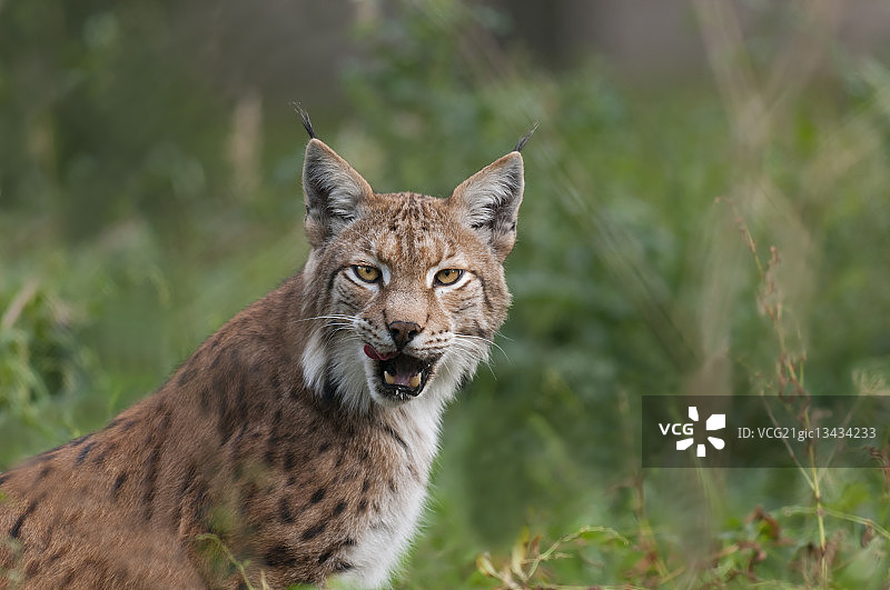 欧亚猞猁 портрет，德国图片素材