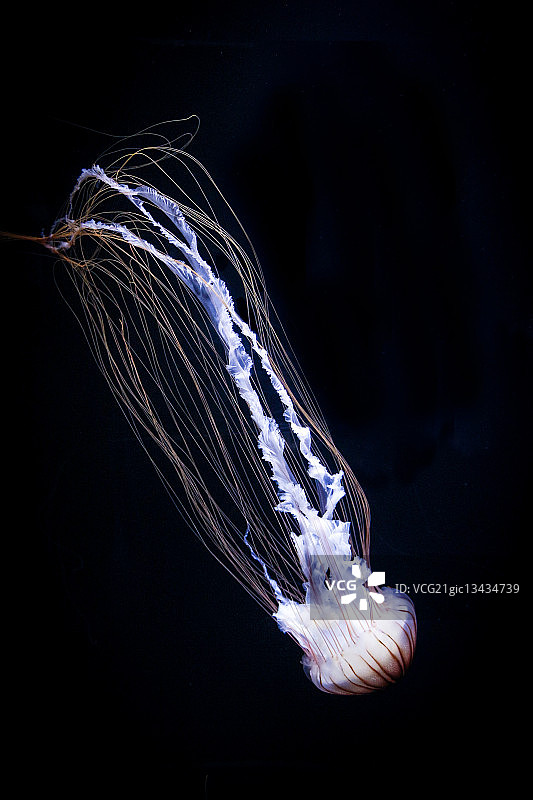 新加坡水下游泳的大西洋海荨麻水母图片素材