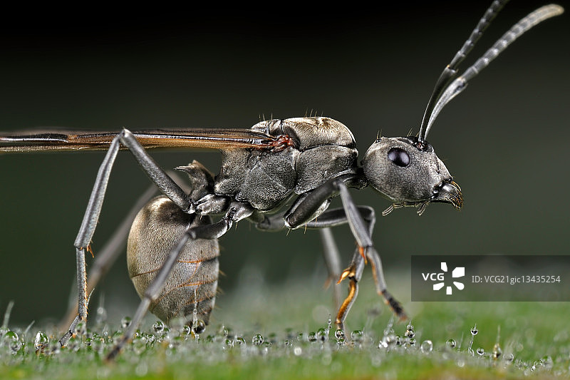 木匠蚂蚁特写图片素材