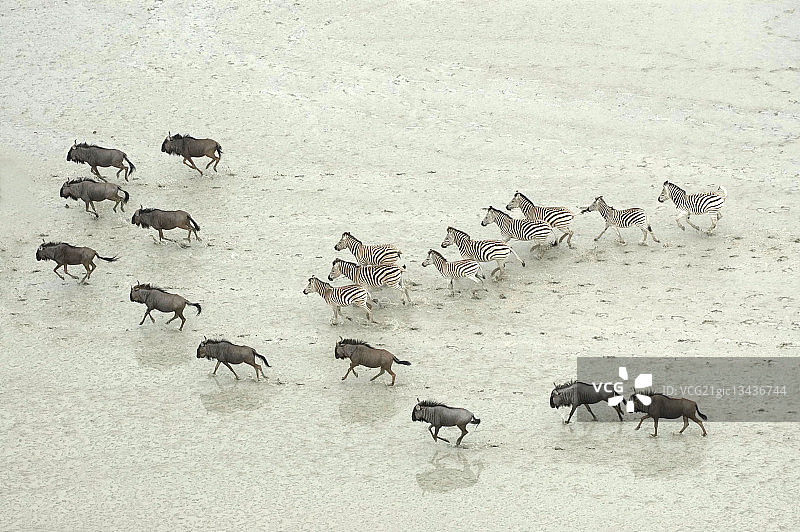 沙漠中的角马和斑马图片素材