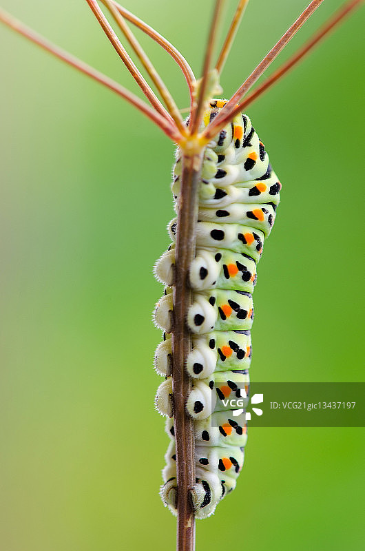 攀爬中的燕凤蝶毛毛虫图片素材