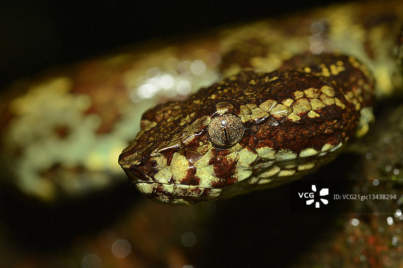 马拉巴尔 pit 蝰蛇图片素材