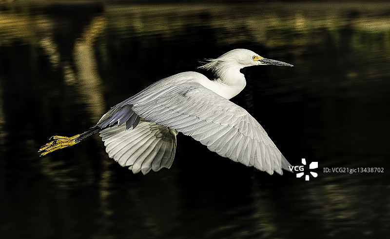 飞行中的大白鹭图片素材