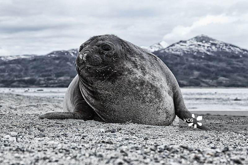 海狮和达尔文山脉（智利巴塔哥尼亚）的肖像图片素材