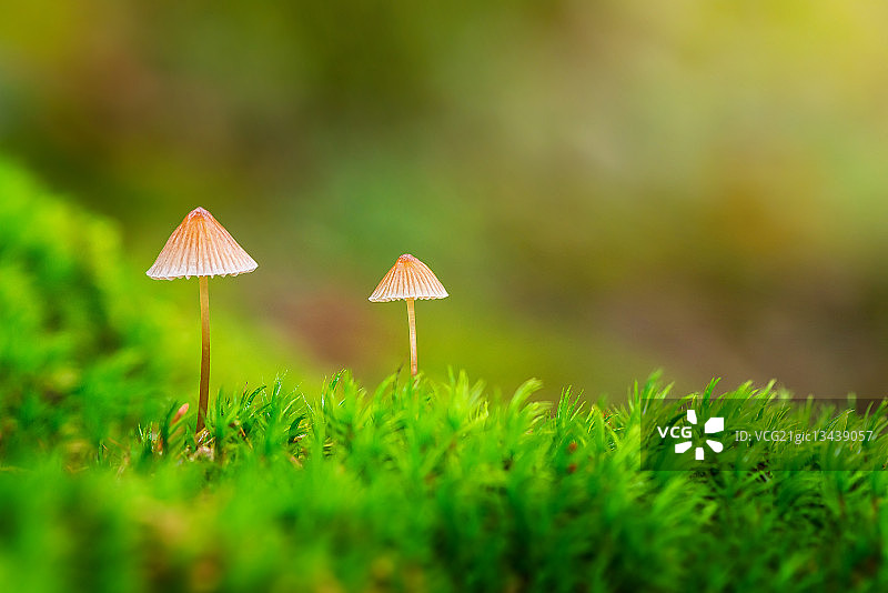 两朵小蘑菇图片素材