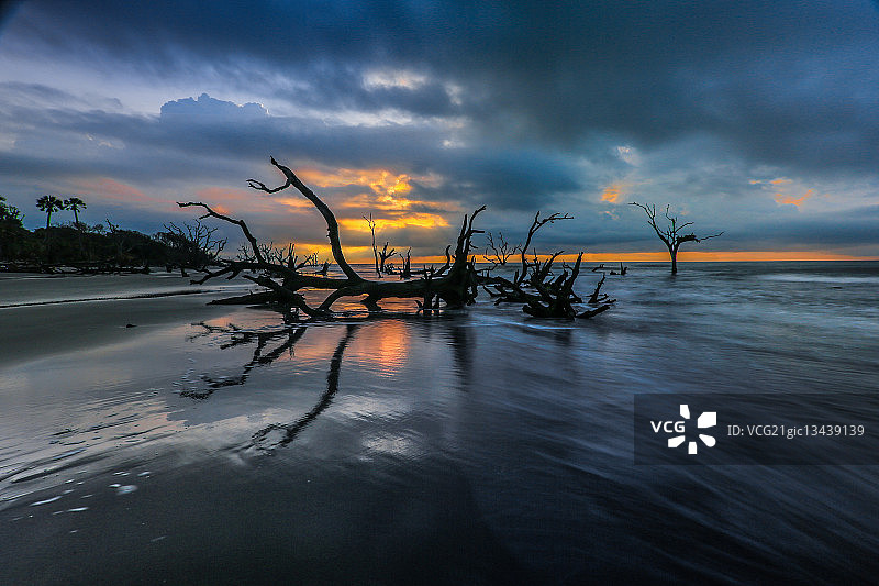 日落时分沙滩上的枯死树木图片素材