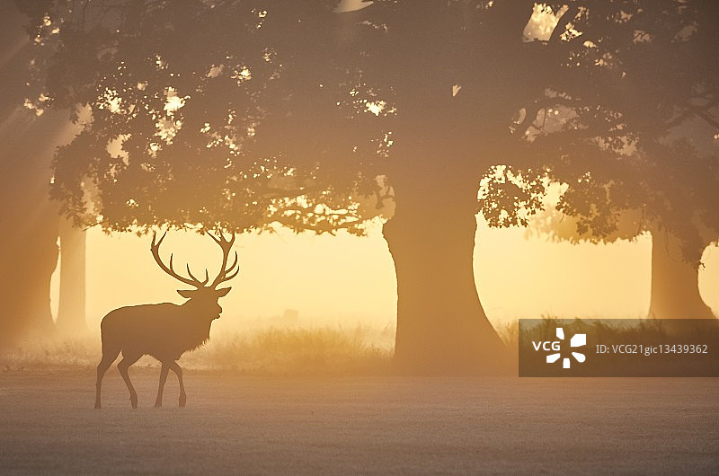 黎明时分的鹿图片素材