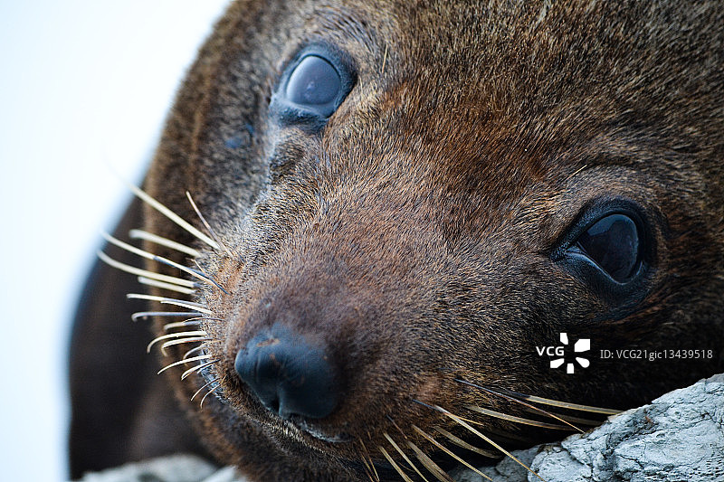 新西兰海狗图片素材