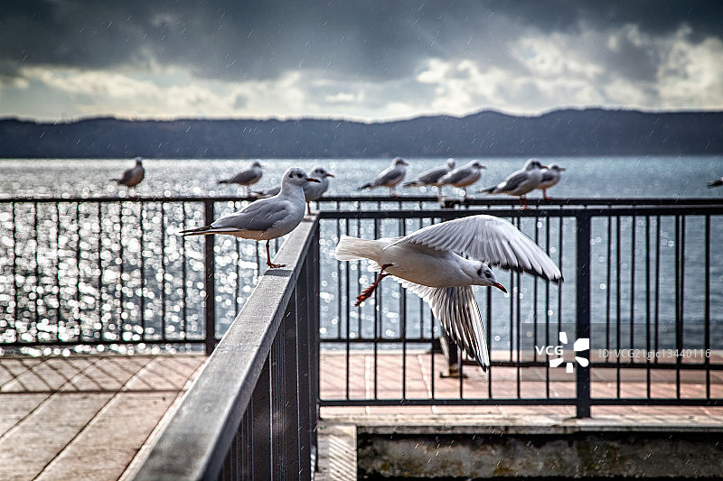 特雷维尼亚诺图片素材