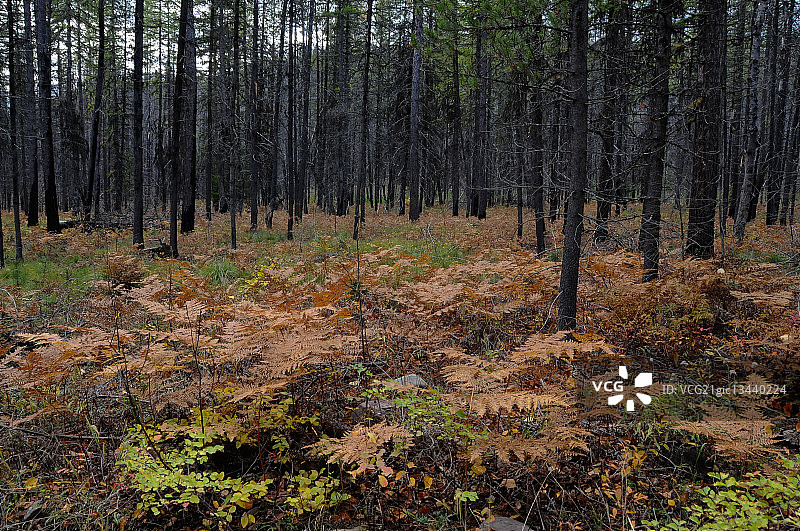 森林地面图片素材