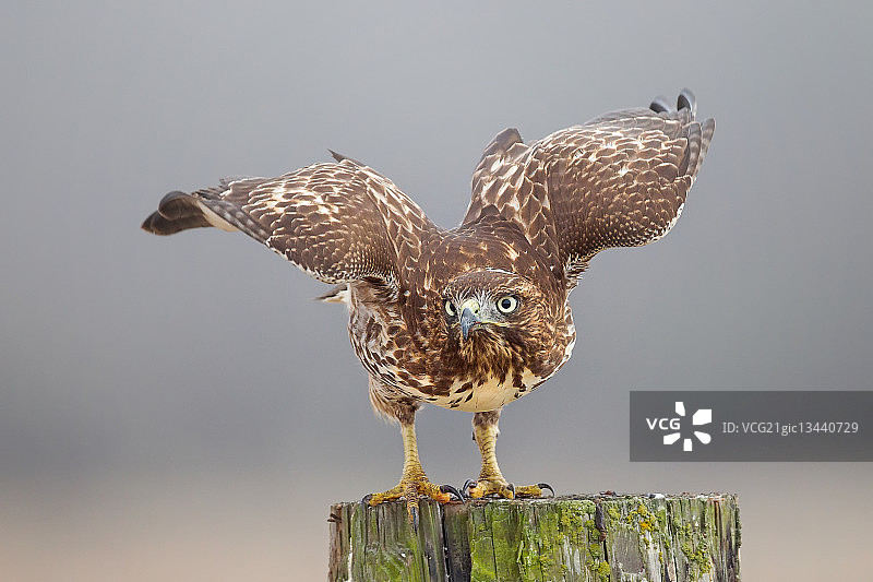 栖息在树桩上的红尾鹰图片素材