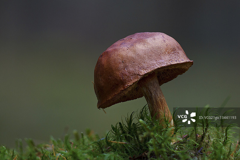 褐绒盖牛肝菌图片素材
