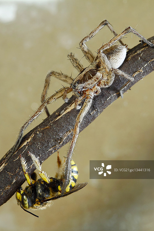 狼蛛黄蜂图片素材