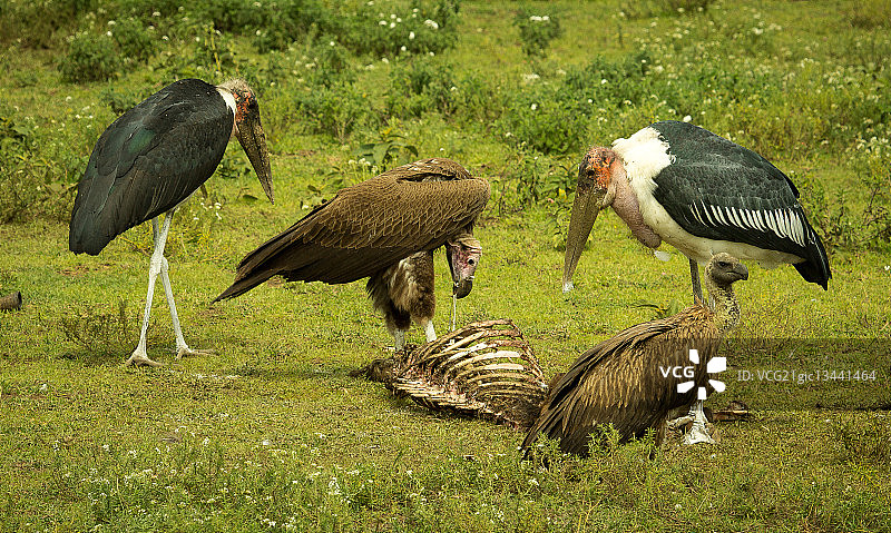 狮子之后...图片素材